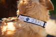 1" Dog Collar Printed with a Customizable BLOCK SPORT COLLECTION Design - Mercantile 12
